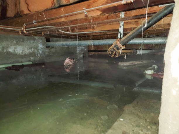 Best Water damage restoration specialists  in Galesville, WI